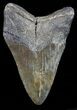 Fossil Megalodon Tooth - Georgia #68073-2
